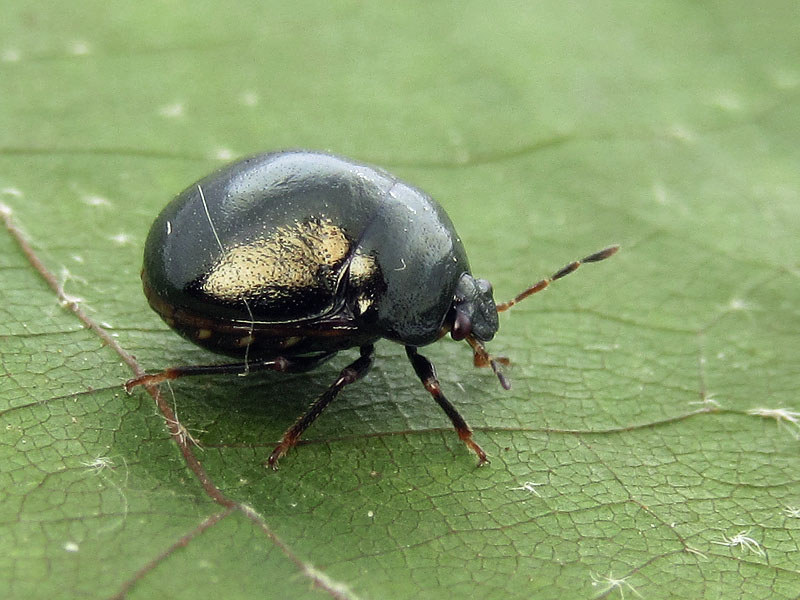 Thyreocoridae ? No,  Plataspididae: Coptosoma scutellatum